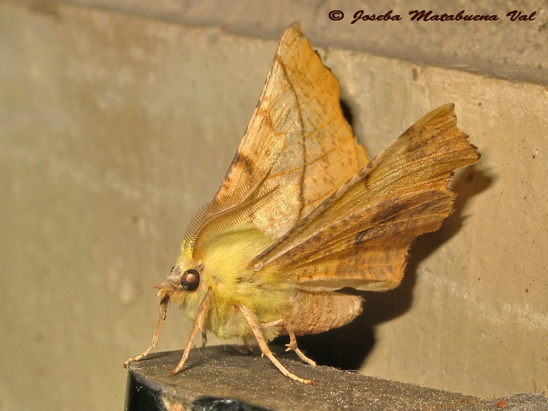 Ennomos alniaria (Geometridae)